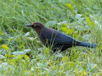 Q0I7463c  Rusty Blackbird (Euphagus carolinus) - fall/winter male